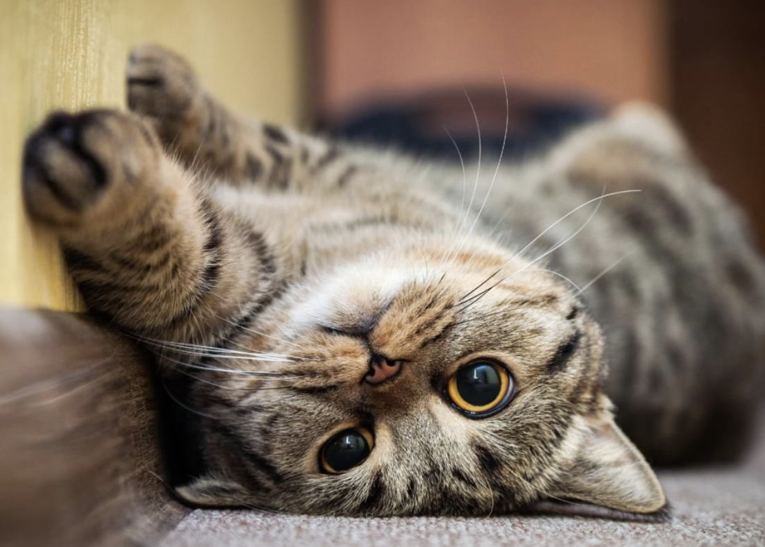 Happy Cat Laying On Back