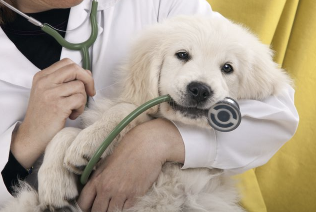 Veterinarian holding dog