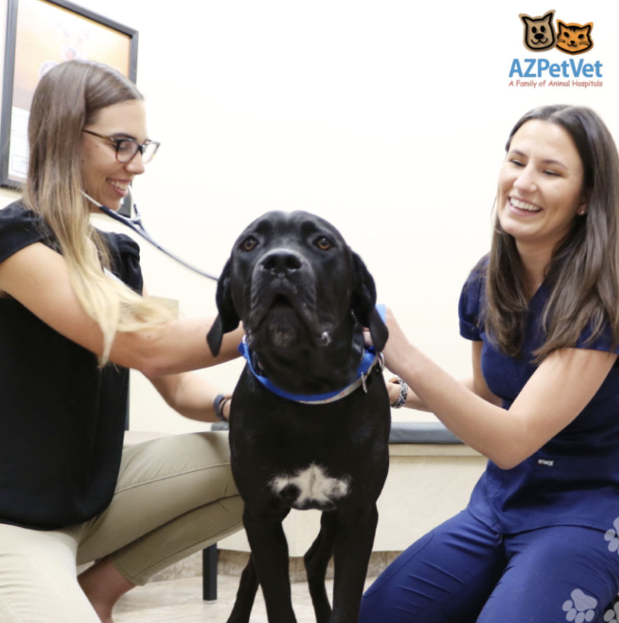 Scottsdale Hills Animal Clinic