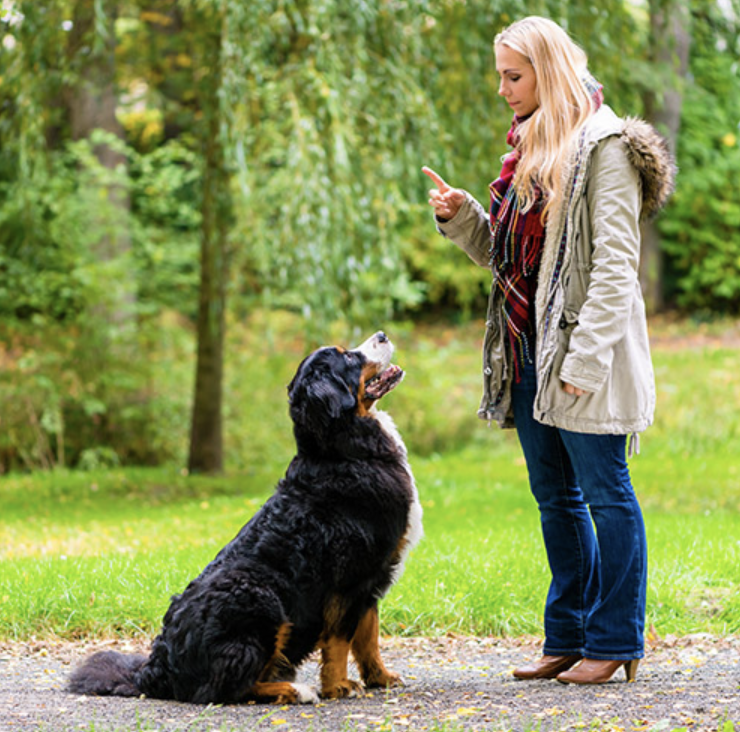 Behavior Specialist Tamara Verhas Training Dog